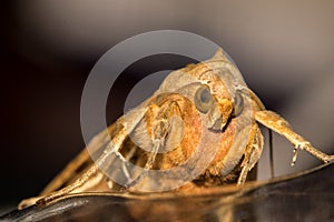 Moth on a office desk