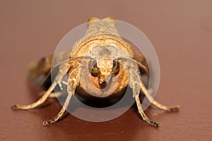 Moth on a office desk