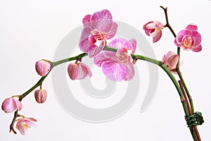 Moth orchid