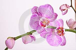 Moth orchid