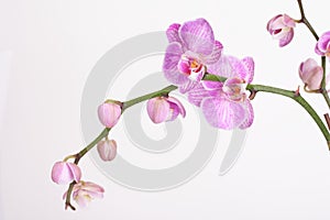 Moth orchid