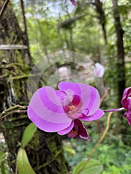 Moth orchid with beautiful color blossom in the park