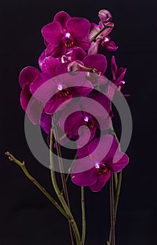 Moth orchid with black background isolated