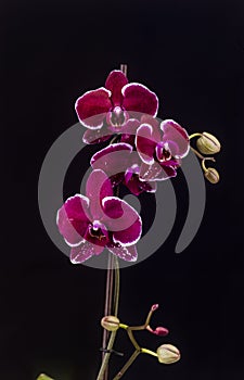 Moth orchid with black background isolated