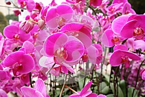 Moth orchid flower