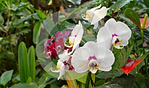 Moth Orchid flowers in the garden on green tropical plants background. Scientific name Phalaenopsis amabilis