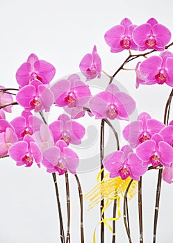 Moth orchid flowers isolated