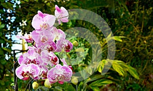 Moth Orchid in the garden on blurred green tropical background. Scientific name Phalaenopsis amabilis Family name Orchidaceae