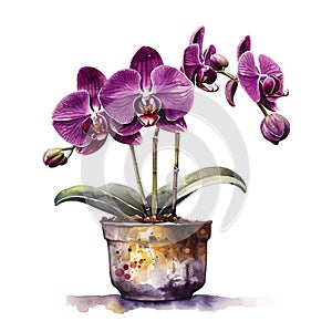 Moth orchid, house plant in cute pot, clip art on white background, Generative AI