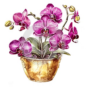 Moth orchid, house plant in cute pot, clip art on white background, Generative AI