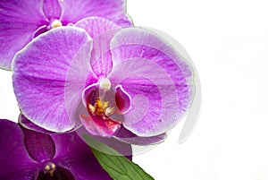 Moth Orchid Isolated