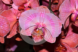 Moth orchid peach cultivar, Phalaenopsis photo