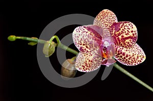 Moth Orchid (Phalaenopsis)