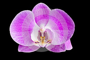 Moth Orchid -Phalaenopsis