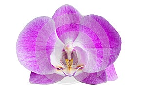 Moth Orchid -Phalaenopsis