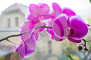 Moth orchid. Phalaenopsis amabilis. Beautiful purple orchid flowers in bloom