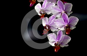 Moth orchid (Phalaenopsis amabilis), commonly known as the moon orchid