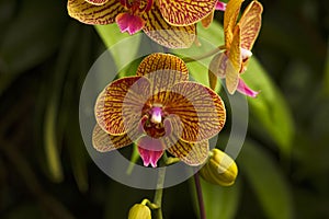 Moth orchid, Phalaenopsis amabilis, Jurong Bird Park, Singapore