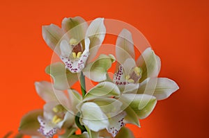 Moth Orchid - Phalaenopsis flower