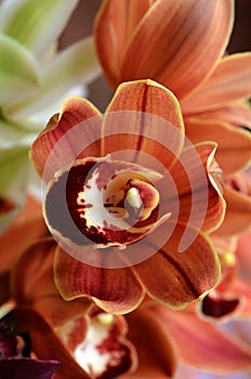 Moth Orchid - Phalaenopsis flower
