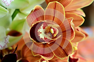 Moth Orchid - Phalaenopsis flower