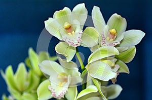 Moth Orchid - Phalaenopsis flower