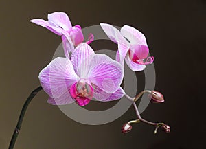 Moth Orchid (Phalaenopsis) flower