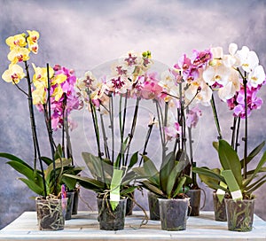 Moth orchid, phalaenopsis flowers