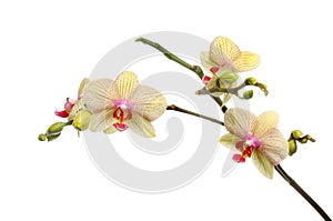 Moth orchid