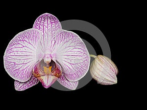 Moth orchid (Phalaenopsis) isolated on the black background.