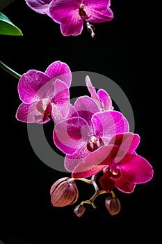 Moth orchid Phalaenopsis orchid on a black background.