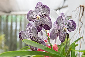 Moth orchid - phalaenopsis orchid flowers in tropical garden.