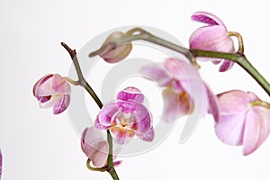 Moth Orchid (Phalaenopsis orchidaceae)