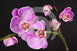 Moth Orchid (Phalaenopsis orchidaceae)