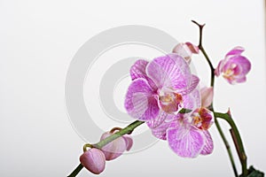 Moth Orchid (Phalaenopsis orchidaceae)