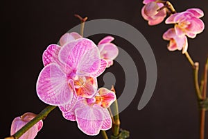 Moth Orchid (Phalaenopsis orchidaceae)