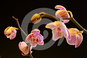 Moth Orchid (Phalaenopsis orchidaceae)