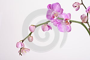 Moth Orchid (Phalaenopsis orchidaceae)