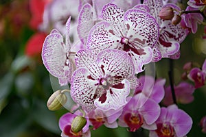 Moth orchid Phalaenopsis pink and purple speckled white flowers