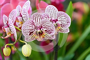 Moth orchid Phalaenopsis purple speckled white flowers