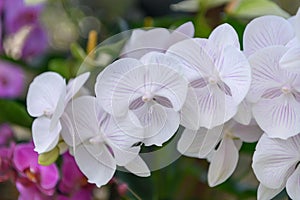 Moth orchid Phalaenopsis purple striped white flowers