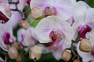 Moth orchid Phalaenopsis purple and white flowers