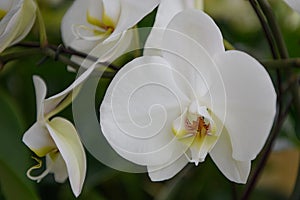 Moth orchid Phalaenopsis white flowers