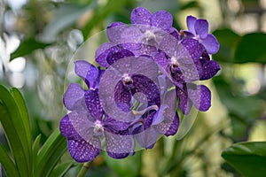 Moth orchid Phalaenopsis white speckled dark purple flowers