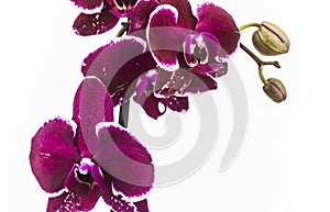 Moth orchid with white background isolated