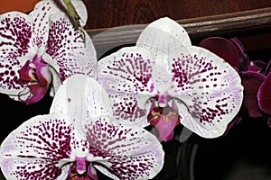 Moth orchid white mottled cultivar, Phalaenopsis