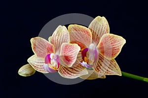 Moth orchids