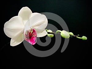 Moth Orchids grow fully open on orchid branches.