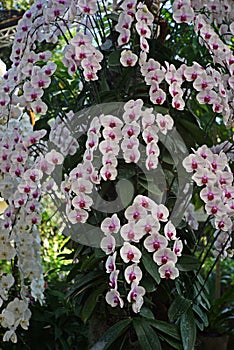 Moth orchids, one of the most popular orchids in the trade