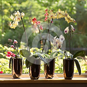 Moth Orchids in plantpots in window